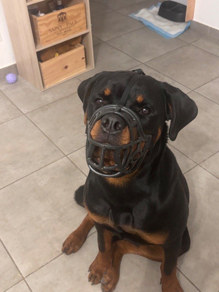 Mon champion le Footballeur Américain