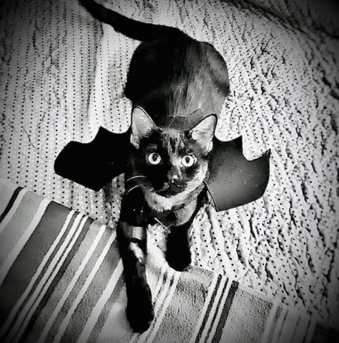 DEGUISEMENT CHAUVE-SOURIS VAMPIRE