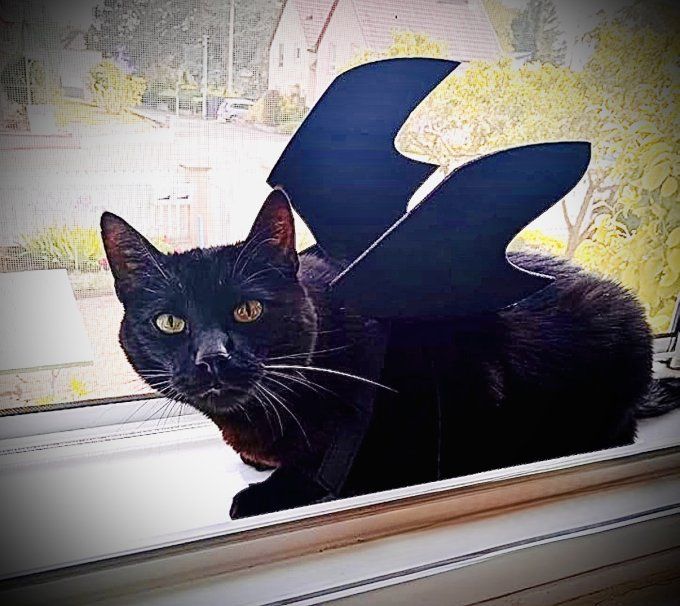 DEGUISEMENT CHAUVE-SOURIS VAMPIRE