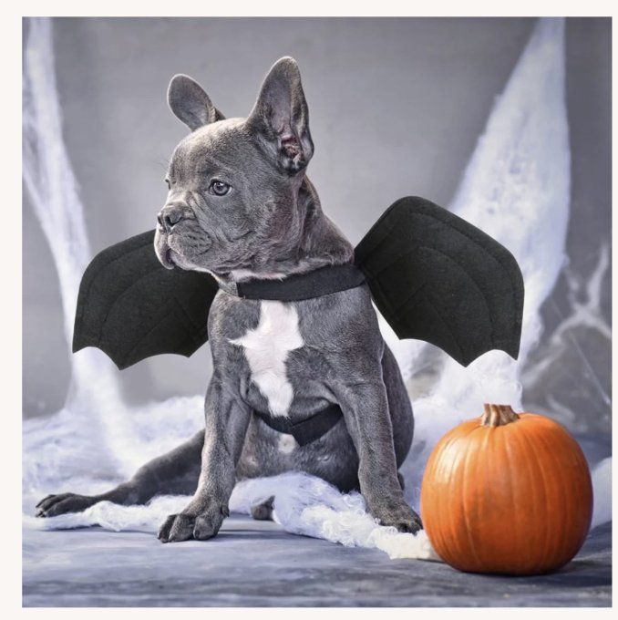 DEGUISEMENT VAMPIRE CHIEN