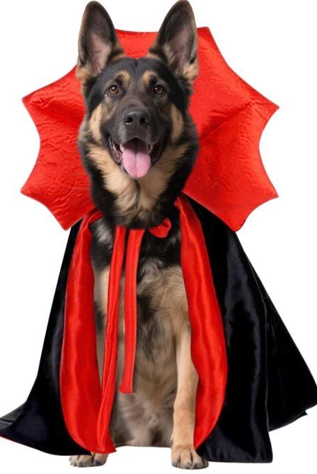 Costume de Vampire grand chien