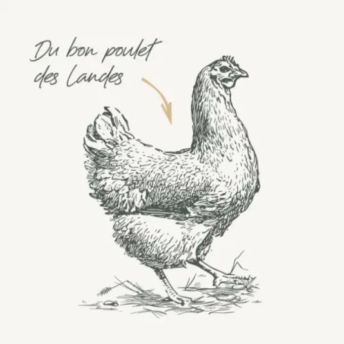 Grandes Races Sans Céréales