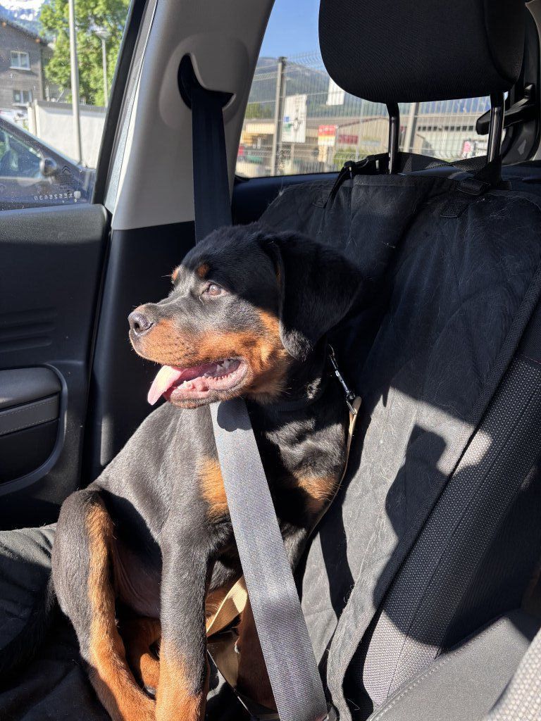 Monsieur est prudent, il s'attache (6 mois)