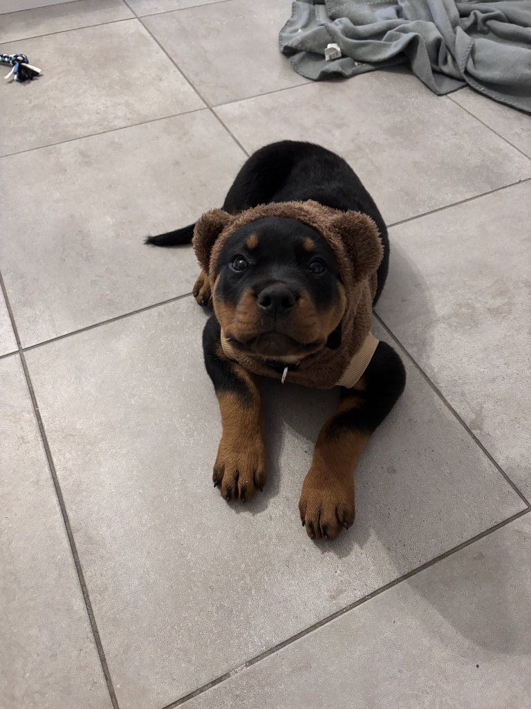 Bébé Aston (2 mois)