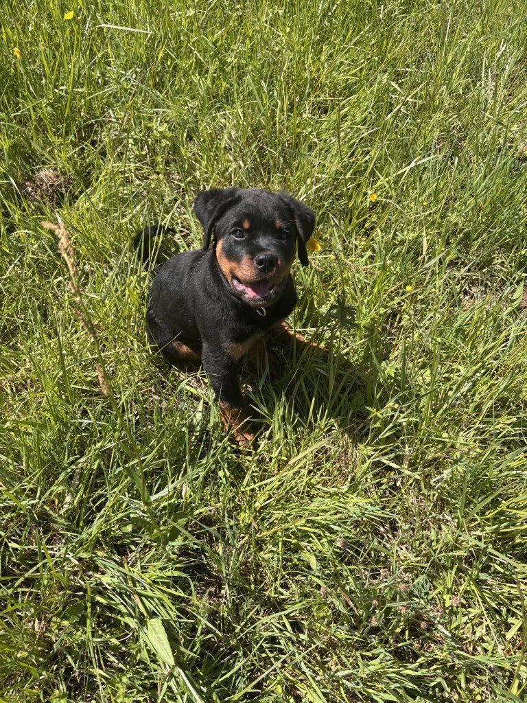 Aston bébé (2 mois)